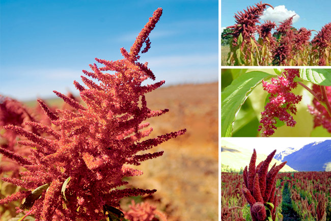 amaranto-plantação