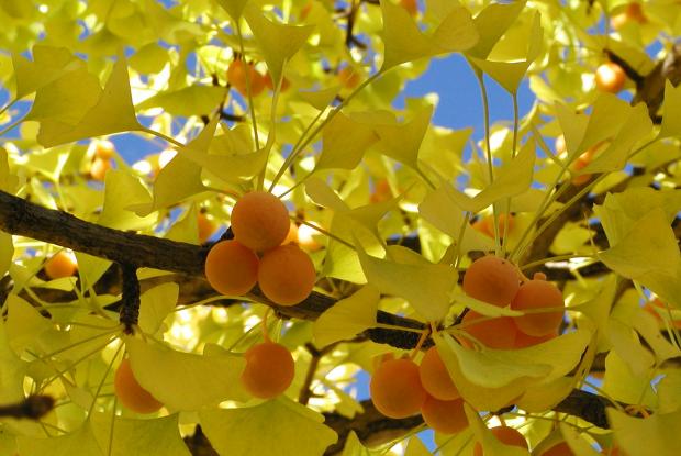 Ginkgo biloba beneficios para pele