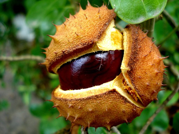 Castanhas-da-índia comer você pode