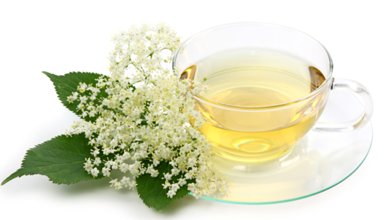 sabugueiro plantas que curam a diabetes