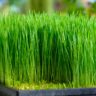 grama de trigo wheatgrass