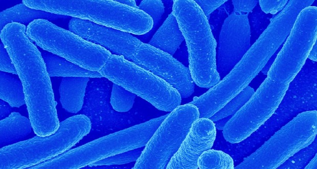 O Que São Lactobacillus Acidophilus? - MundoBoaForma.com.br