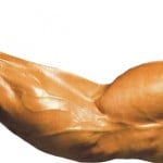 Bíceps com veias