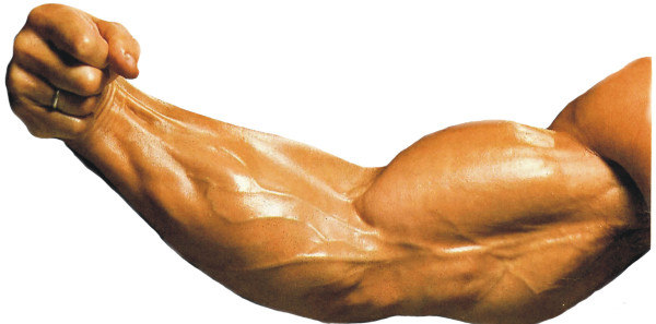 Bíceps com veias