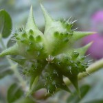 Tribulus terrestris