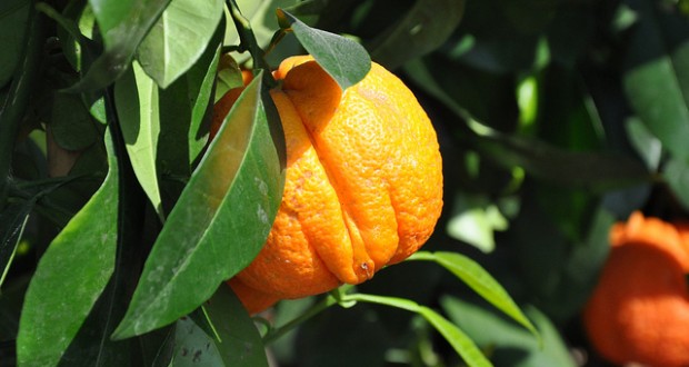 Citrus