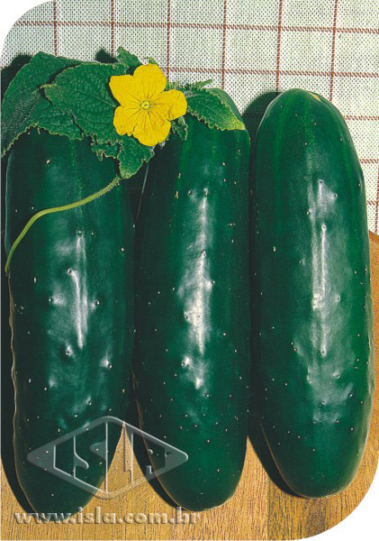 pepino aodai