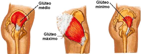 Anatomia-glúteos