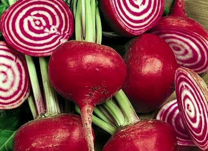 chioggia_reproducao_condorseedproduction_3