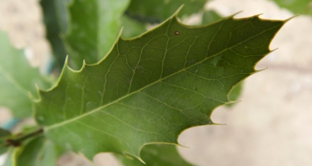 Espinheira Santa - Para Que Serve, Benefícios e Efeitos Colaterais