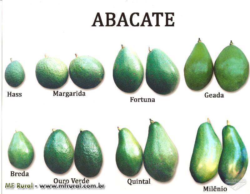 tipos de abacate