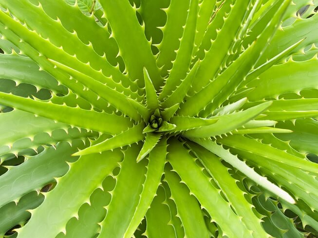 Dieta de aloe vera para perder peso