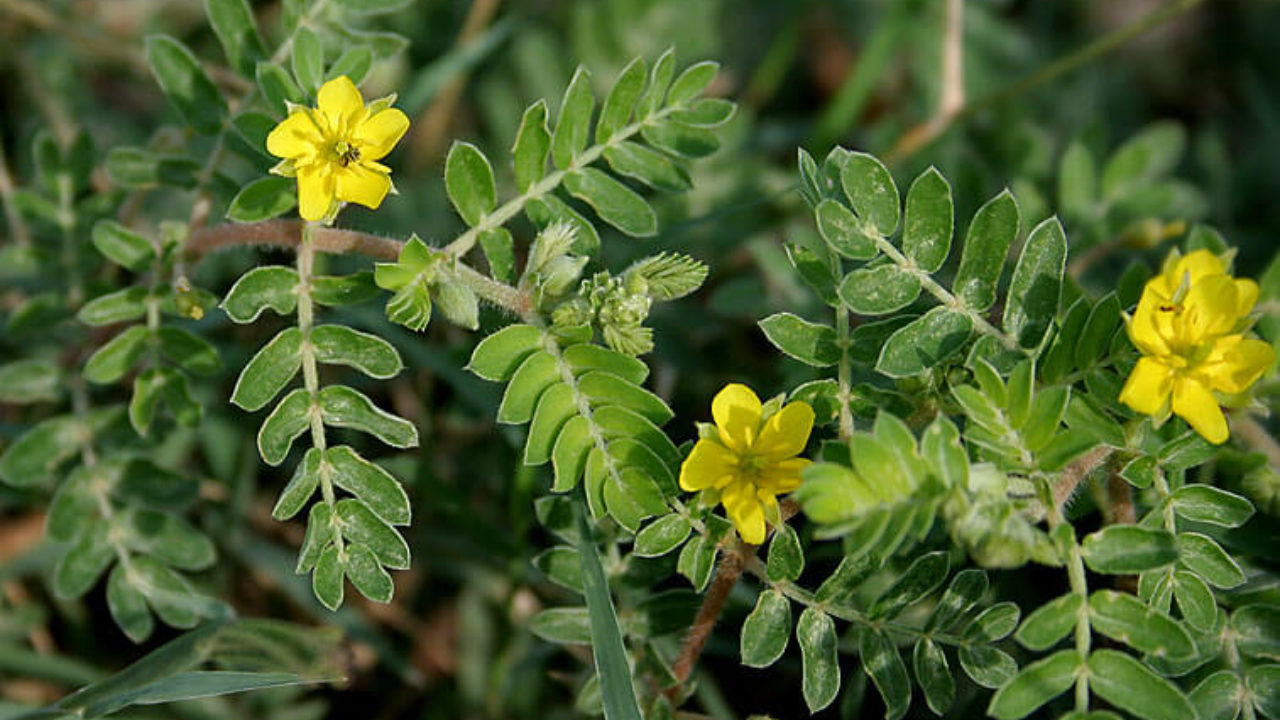 tribulus terrestris com maca peruana benefícios