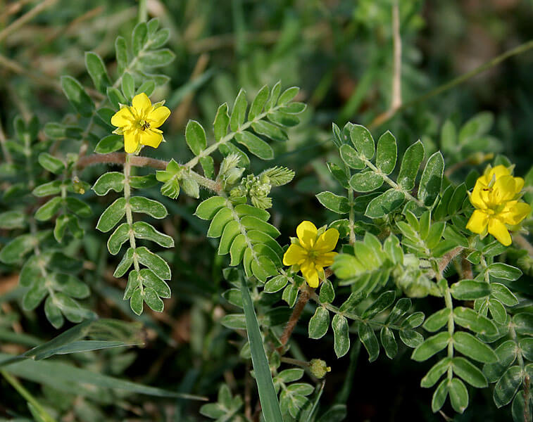Which Tribulus Terrestris Is Best At Karen Medina Blog Which Tribulus Terrestris Is Best At Karen Medina Blog
