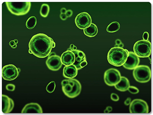 o que e chlorella