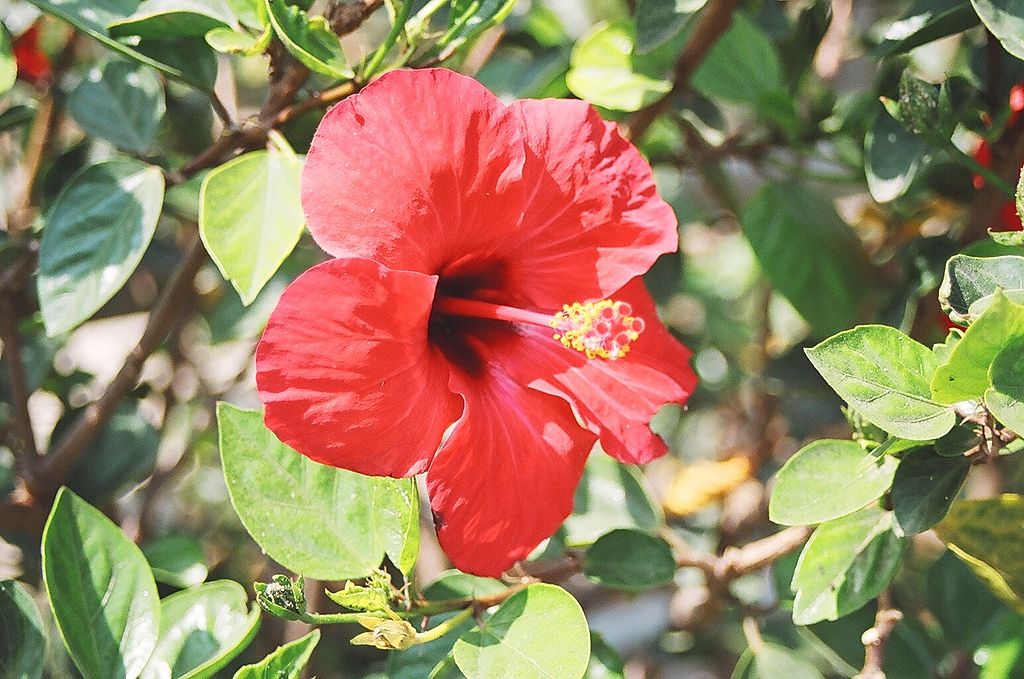 1024px-Flower_Hibiscus_Sabdariffa