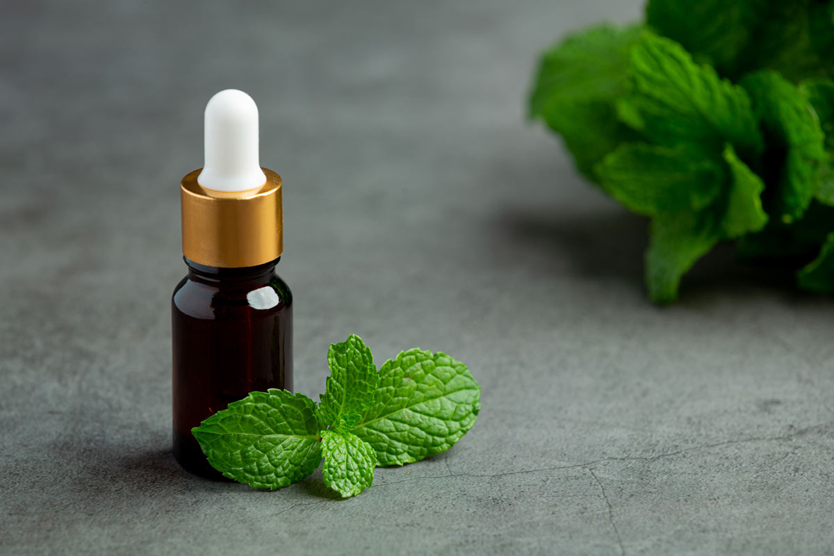 15 benefícios do óleo de menta - Para que serve e dicas - MundoBoaForma