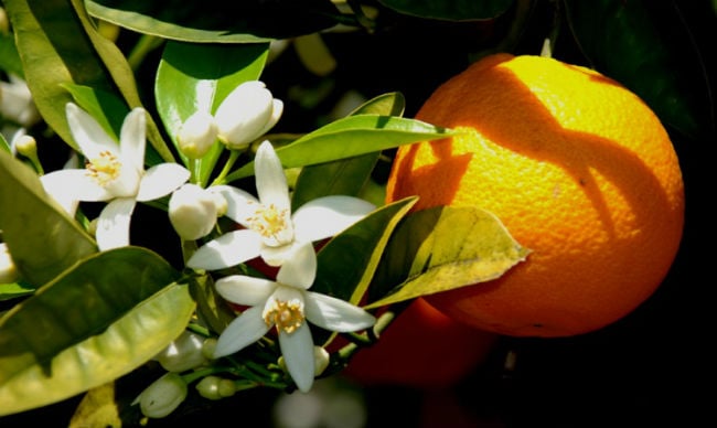 Flor de laranjeira