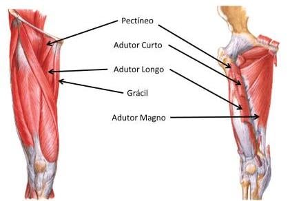anatomia do músculo adutor