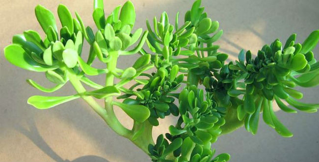 Plantas medicinales para vientre inflamado