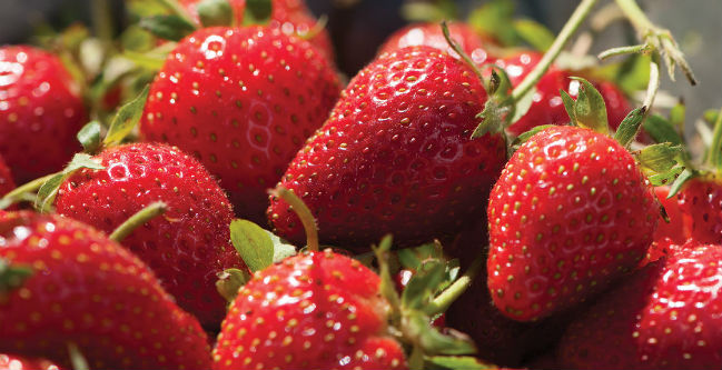 Morango Prende Ou Solta O Intestino Mundoboaforma