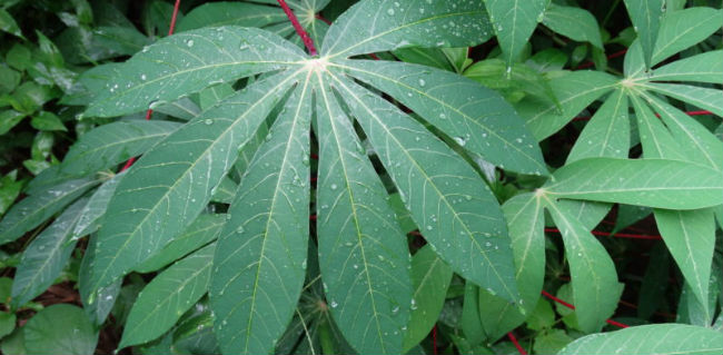 que planta medicinal es buena para la anemia
