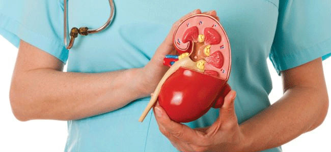 O Que Faz Mal Para Os Rins Mundoboaforma