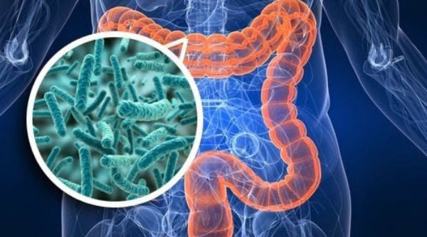 Microbiota intestinal