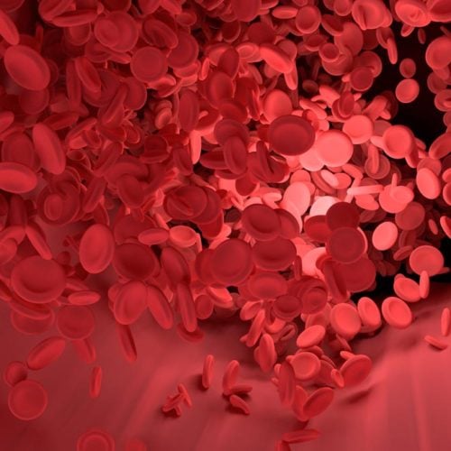 células sanguíneas glóbulos vermelhos