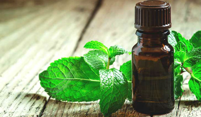 oleo essencial peppermint beneficios