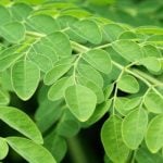 Moringa