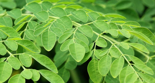 11 Beneficios Da Moringa O Que E Para Que Serve E Propriedades