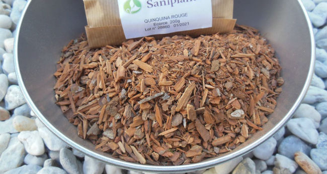 4 Beneficios Do Cha De Quina Para Que Serve E Dicas