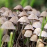 Cogumelos alucinógenos