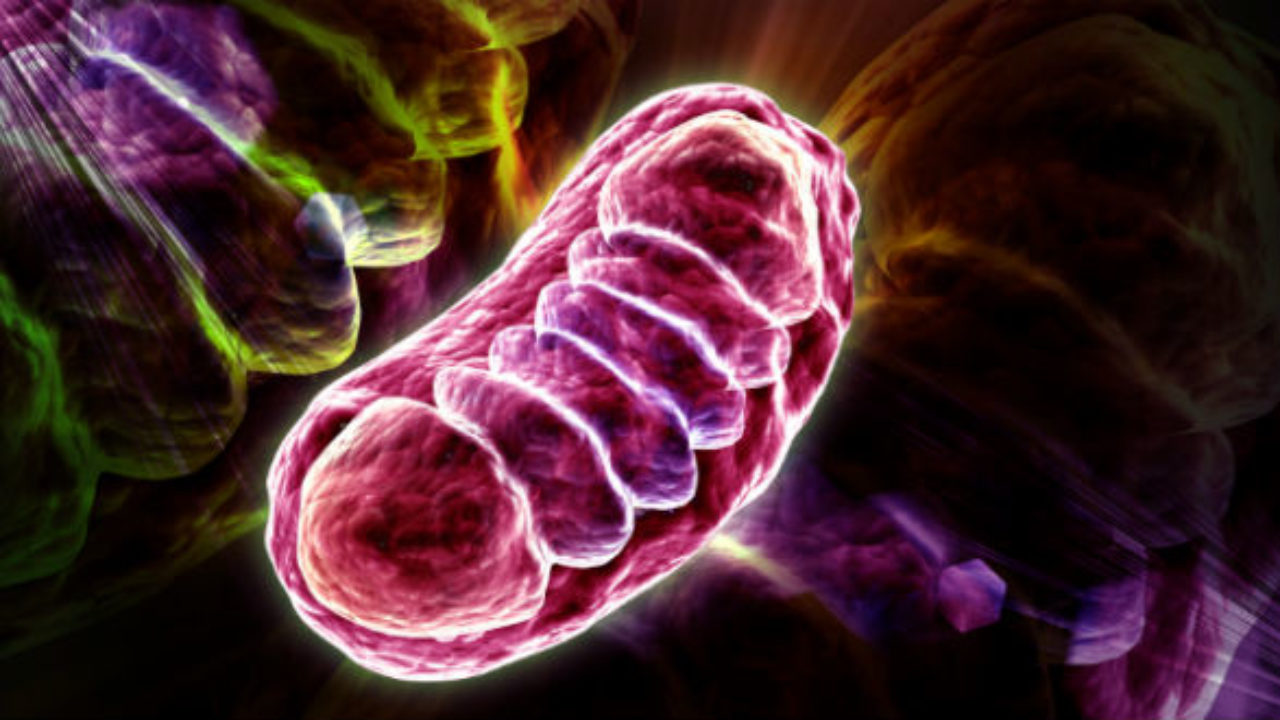 Resultado de imagem para DIMINUIR O ESTRESSE OXIDATIVO