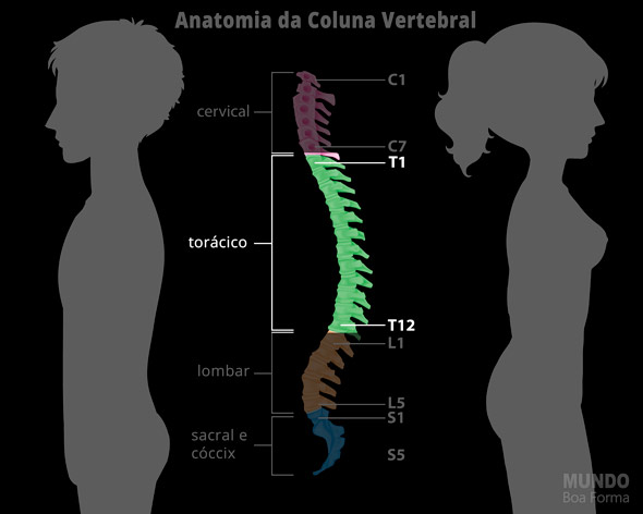 coluna vertebral meio