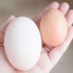 ovo de pata vs ovo de galinha