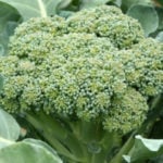 Como Plantar Brócolis em Casa - Passo a Passo e Cuidados