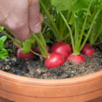 Como Plantar Rabanete em Casa - Passo a Passo e Cuidados