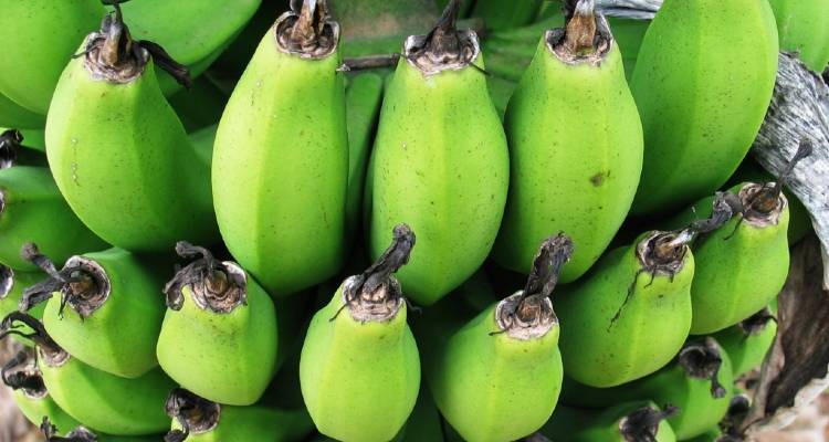 Banana verde