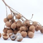 Longan