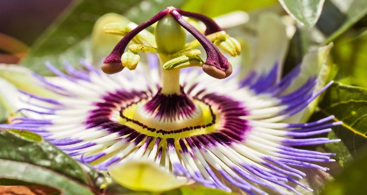 Passiflora do Pasalix