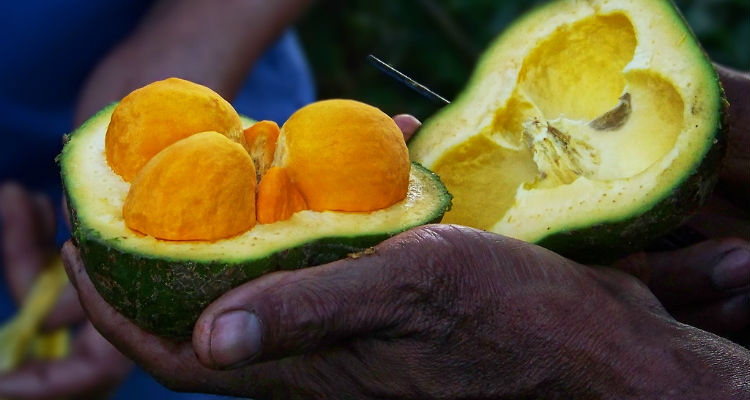 Como Plantar Pequi Em Casa Passo A Passo E Cuidados Mundoboaforma
