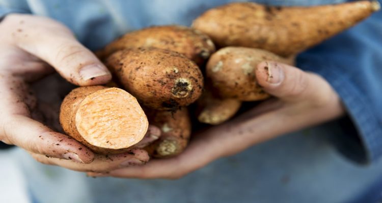 7 Benefícios do Cará - Para Que Serve e Propriedades