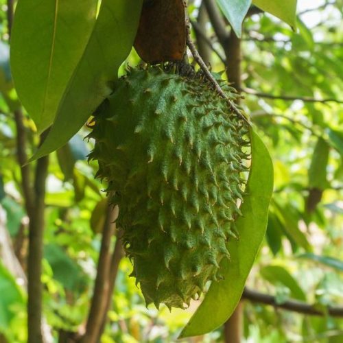 8 Benefícios da Graviola - Para Que Serve e Propriedades - MundoBoaForma