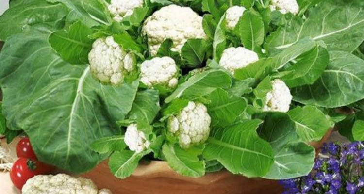 Como Plantar Couve-Flor em Casa - Passo a Passo e Cuidados - MundoBoaForma