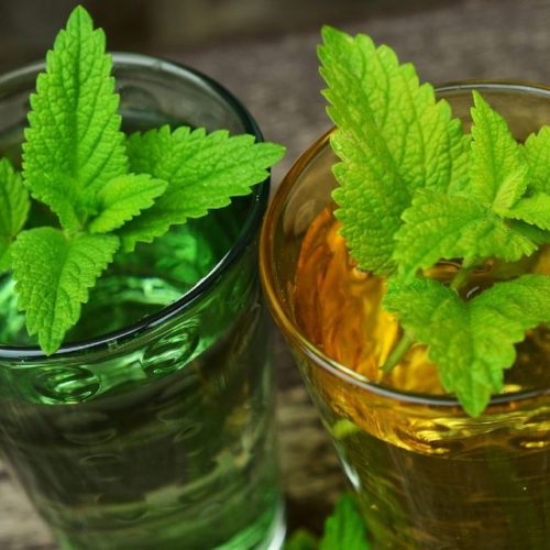 lemon balm lemon balm