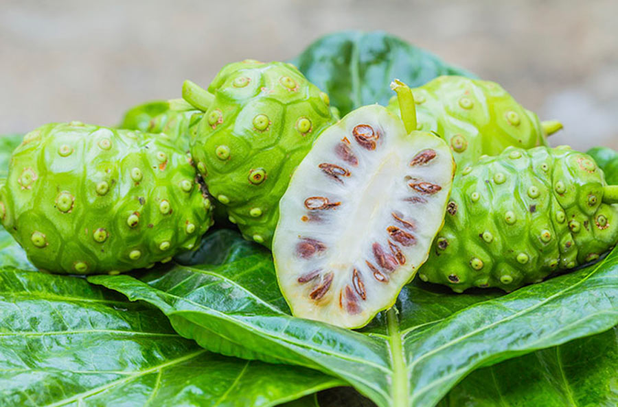 7 benefícios da fruta noni Para que serve e propriedades MundoBoaForma