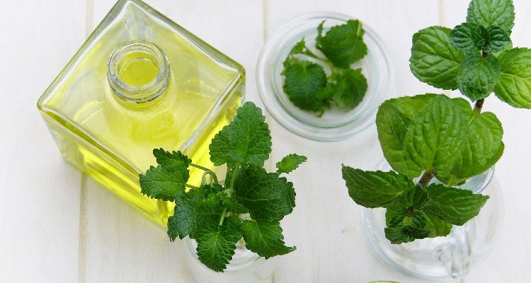 Xarope de Hortel&atilde; - O Que &eacute;, Para Que Serve, Como Tomar e Como Fazer -  MundoBoaForma