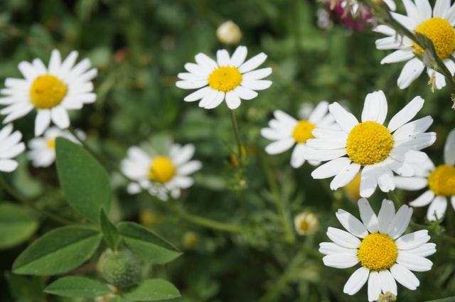 flores de camomila